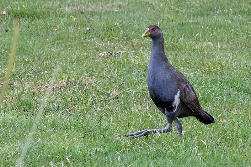 Tasmanian Nativehen, Tasmanian Endemic, Bruny Island, Tasmania