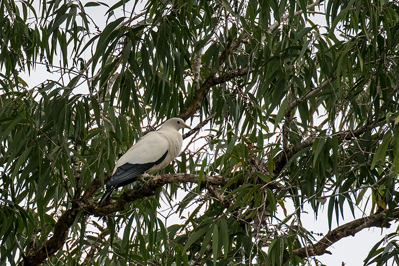 Torresian Imperial-Pigeon, Cairns Botanic Gardens, Cairns, Australia