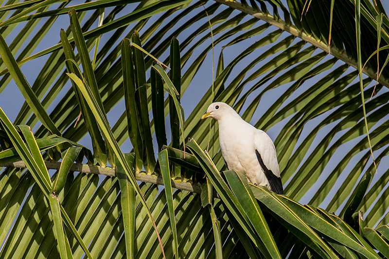 Torresian Imperial-Pigeon, Espanade, Cairns, Australia