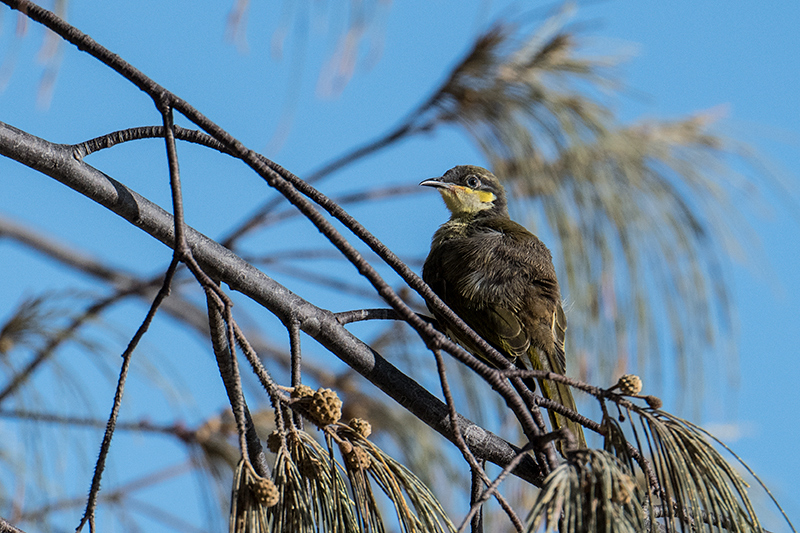 Varied Honeyeater, Cairns Esplanade, Australia