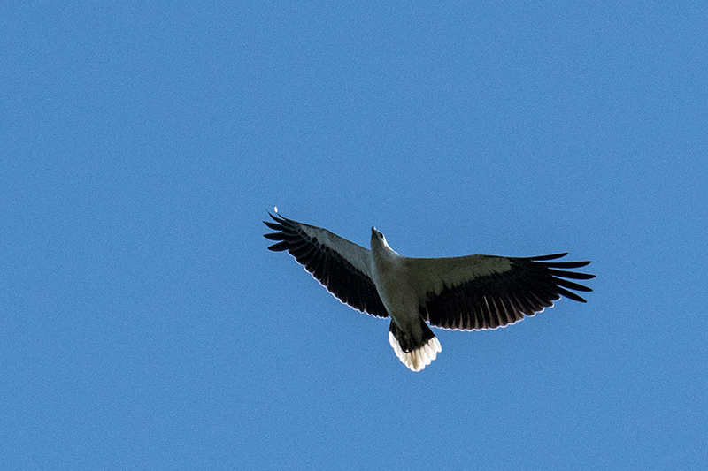 White-bellied Sea-Eagle, Kingfisher Park Birdwatchers Lodge, Julatten, Australia