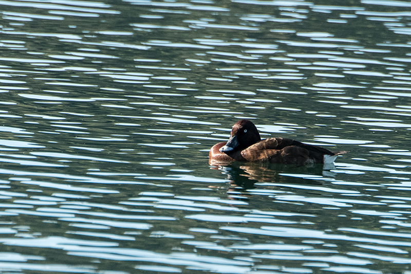 White-eyed Duck (Hardhead), Lake Barrine, Crater Lakes NP, Australia