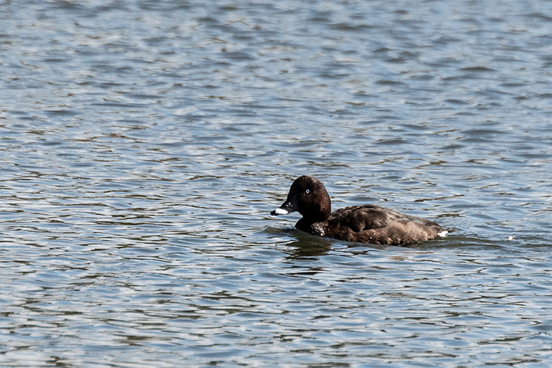 White-eyed Duck (Hardhead), Gould's Lagoon, Tasmania