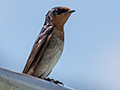 Welcome Swallow, Daintree River Cruise, Australia