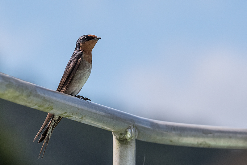 Welcome Swallow, Daintree River Cruise, Australia