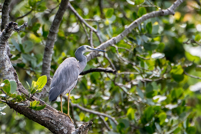 White-faced Heron, Daintree River Cruise, Australia