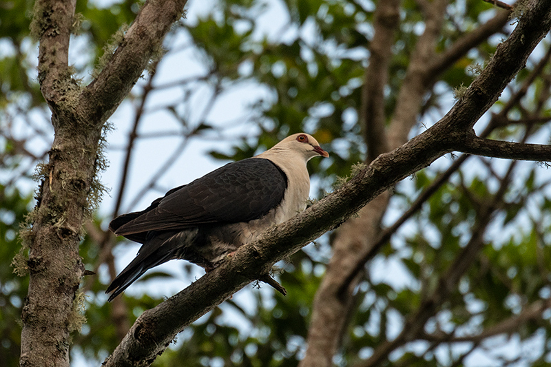 White-headed Pigeon, Australian Endemic, O'Reilly's Rainforest Retreat, Australia