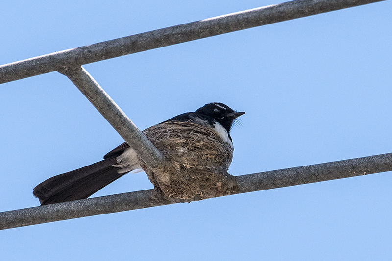 Nesting Willie-wagtail, Cairns Esplanade, Cairns, Australia