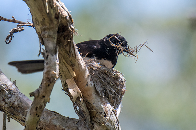 Nesting Willie-wagtail, near Julatten, Australia