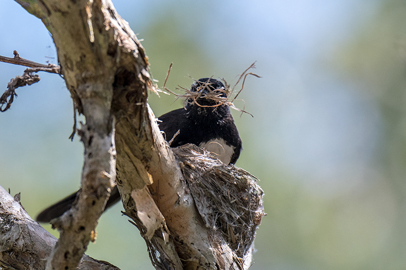 Nesting Willie-wagtail, near Julatten, Australia