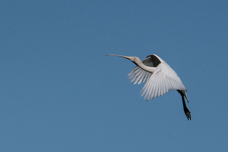 Yellow-billed Spoonbill, Mosquito Creek Road,Australia