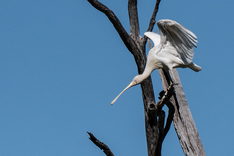 Yellow-billed Spoonbill, Mosquito Creek Road,Australia