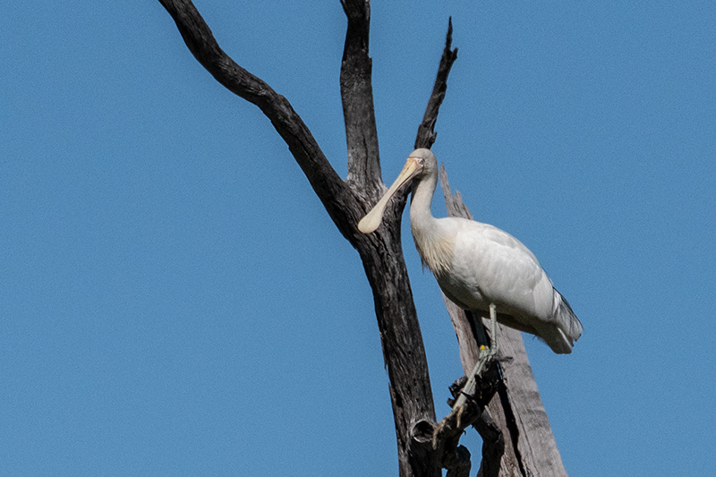 Yellow-billed Spoonbill, Mosquito Creek Road,Australia