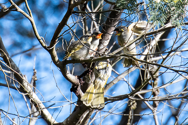 Yellow-throated Honeyeater, Tasmanian Endemic, Bruny Island, Tasmania