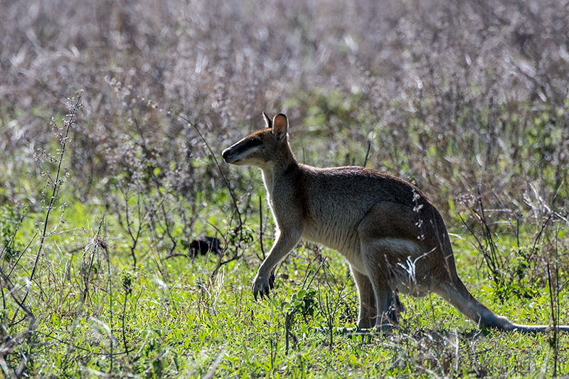 Agile Wallaby, West Mary Road, Mt Carbine, Australia