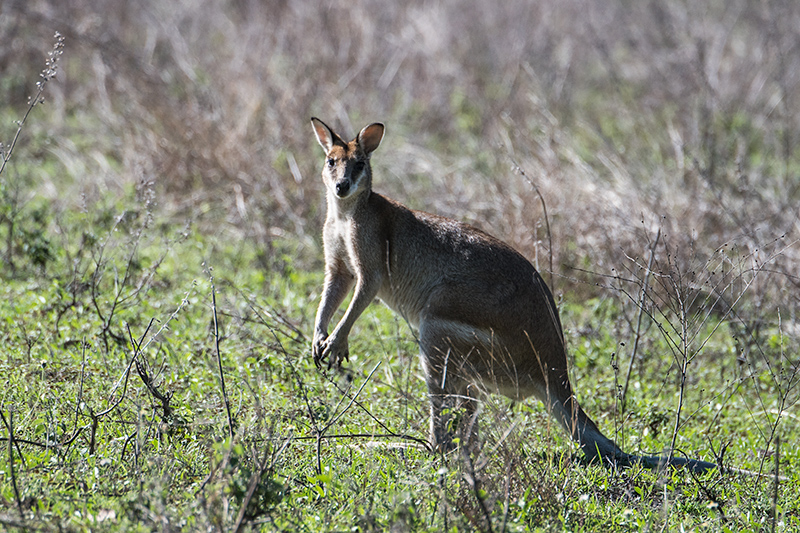 Agile Wallaby, West Mary Road, Mt Carbine, Australia