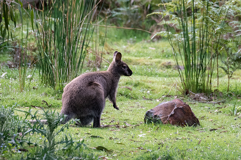 Bennett's Wallaby, Bruny Island, Tasmania