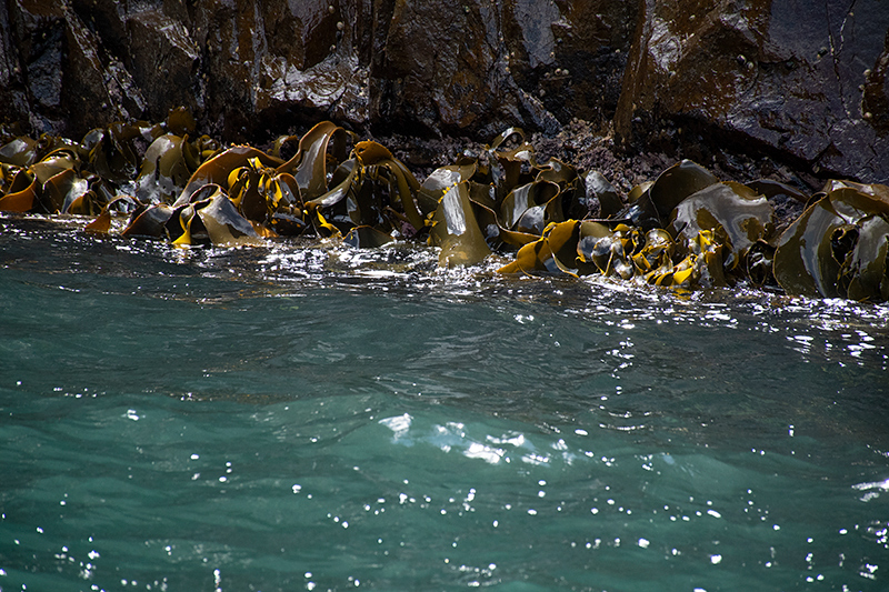 Bruny Island Scenery, Tasmania