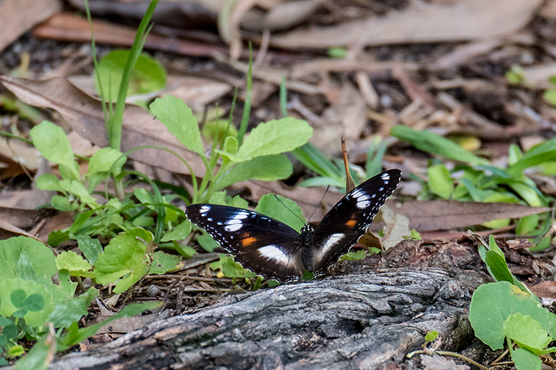 Butterflies, Cairns Botanic Gardens, Cairns, Australia