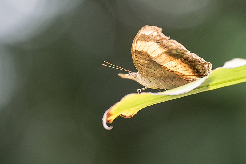 Butterflies, Cairns Botanic Gardens, Cairns, Australia