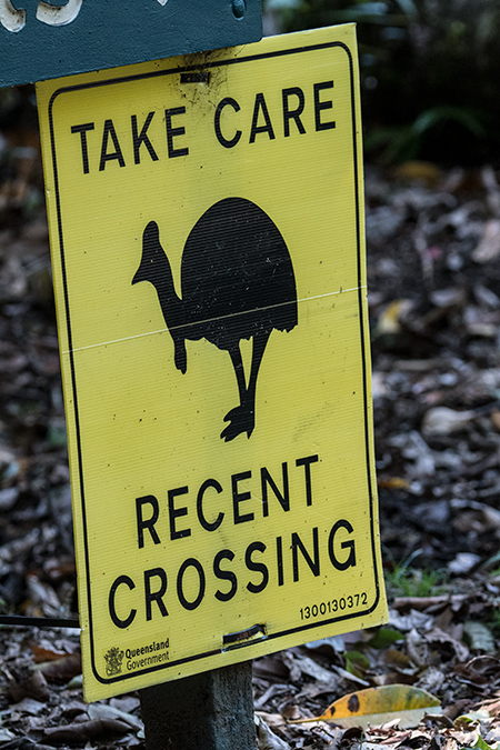 Cassowaries, Mount Hypipamee NP, Australia