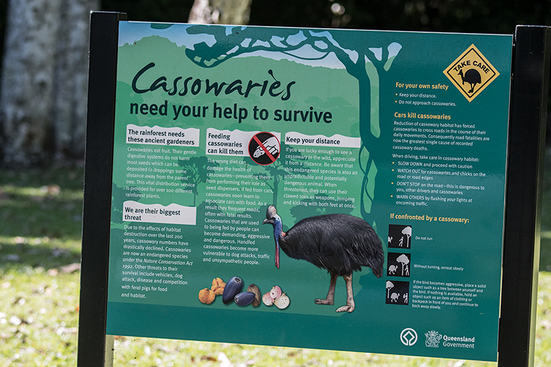 Cassowaries, Mount Hypipamee NP, Australia