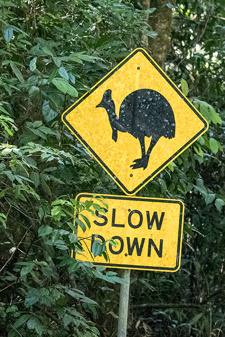 Cassowaries, Mount Hypipamee NP, Australia