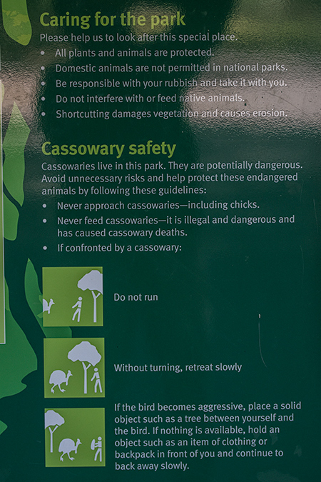 Cassowaries, Mount Hypipamee NP, Australia