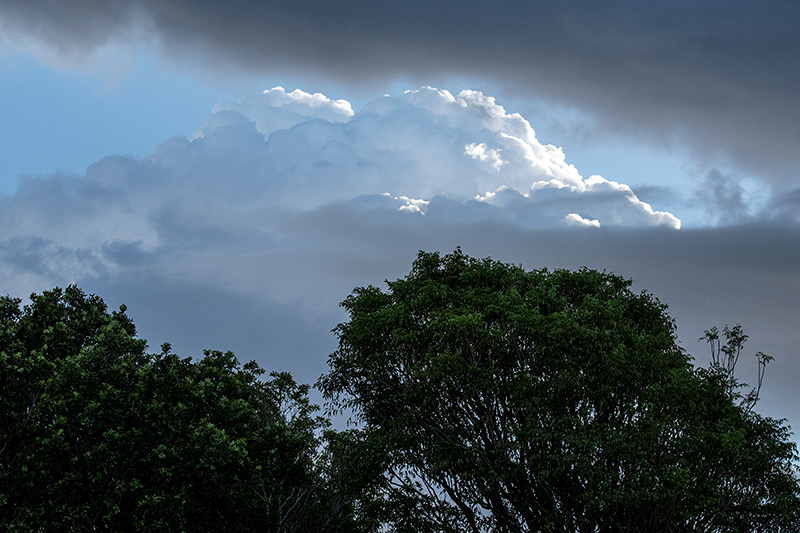 Morning Clouds, O'Reilly's Rainforest Retreat, Australia