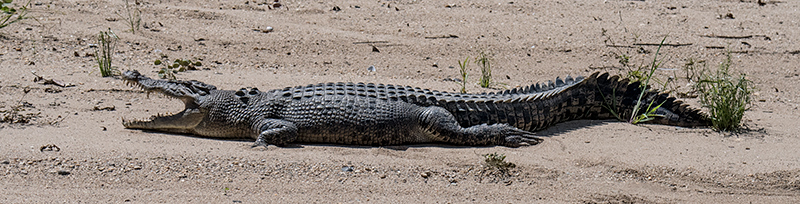 Saltwater Crocodile, Daintree River Cruise, Australia