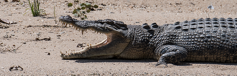 Saltwater Crocodile, Daintree River Cruise, Australia