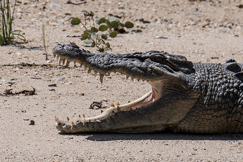 Saltwater Crocodile, Daintree River Cruise, Australia