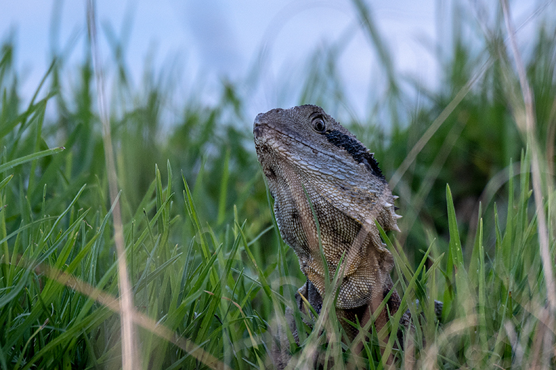 Bearded Dragon, Wallengarra Wastewater Treatment Ponds, Australia