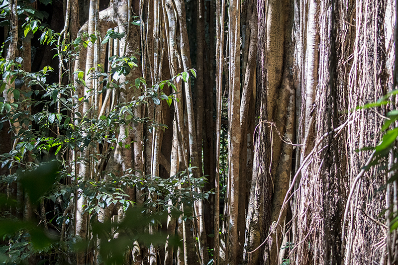 Curtain Fig, Curtain Fig NP, Australia