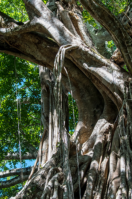 Curtain Fig, Curtain Fig NP, Australia