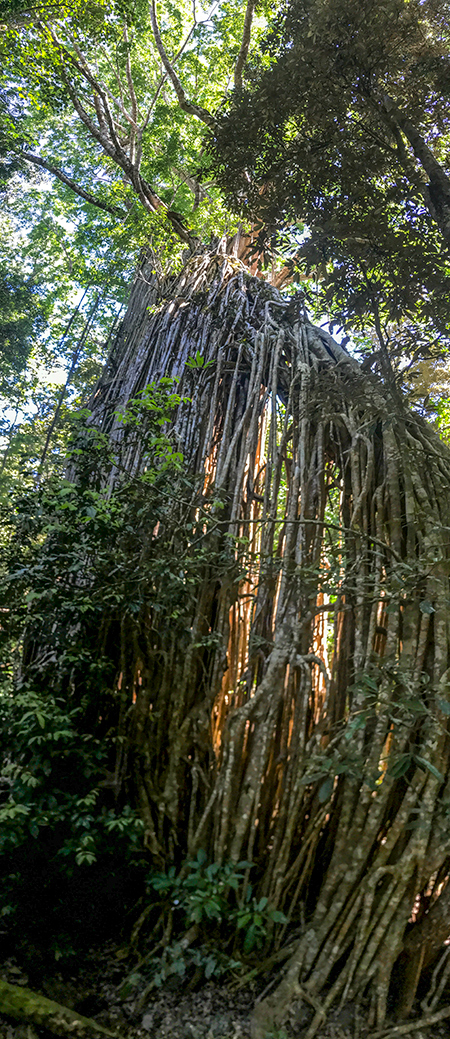 Curtain Fig, Curtain Fig NP, Australia