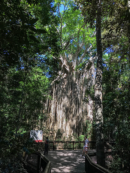 Curtain Fig, Curtain Fig NP, Australia