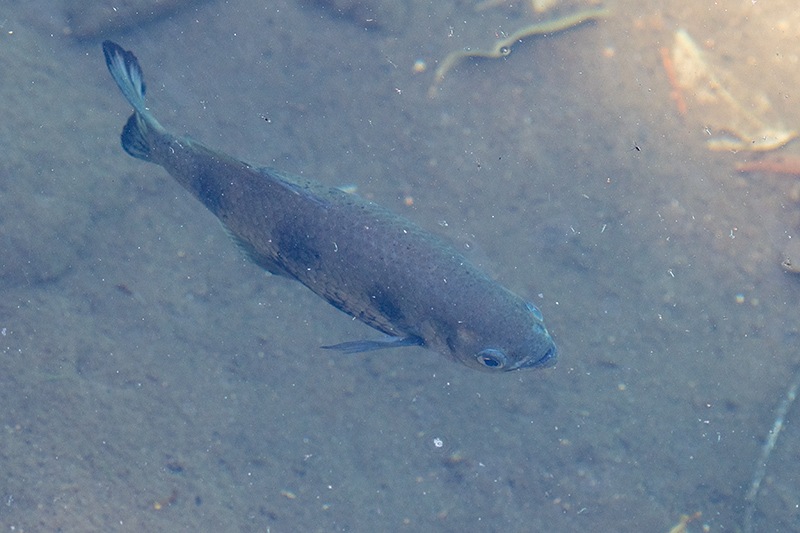 Fishes, Lake Eacham, Australia