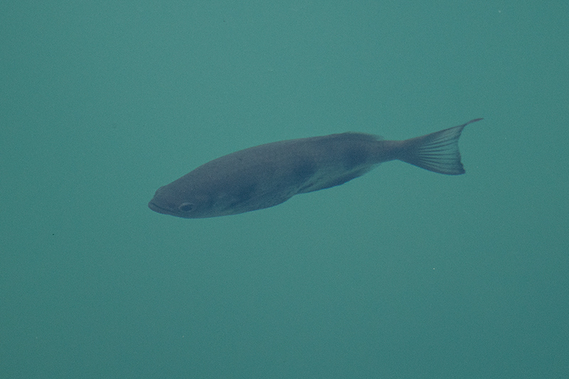 Fishes, Lake Eacham, Australia