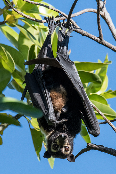 Spectacled Flying Fox (Spectacled Fruit Bat), Cairns, Australia