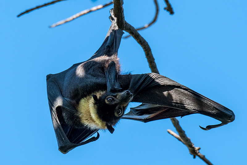 Spectacled Flying Fox (Spectacled Fruit Bat), Cairns, Australia