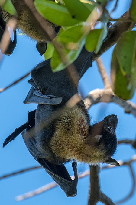 Spectacled Flying Fox (Spectacled Fruit Bat), Cairns, Australia