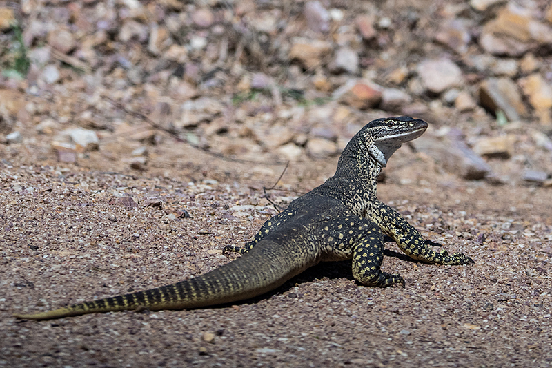 Goanna,  Mosquito Creek Road,Australia