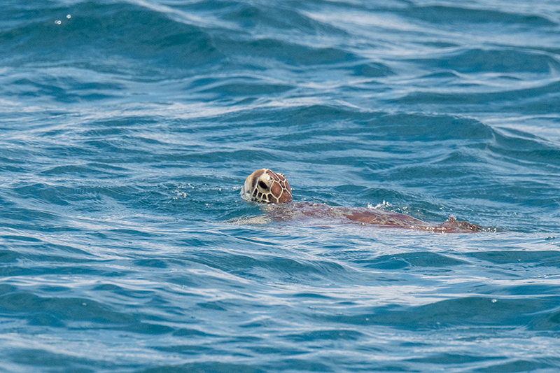 Green Turtle, Great Barrier Reef Boat to Michaelmas Cay, Australia