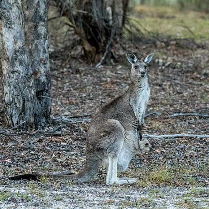 Eastern Gray Kangaroo With Joey, Giraween Environmental Lodge, Australia