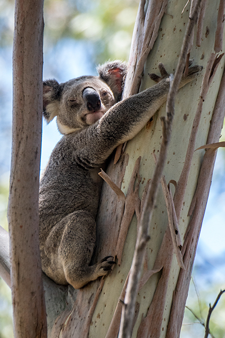 Koala, Nandeebie Park in Cleveland, Australia