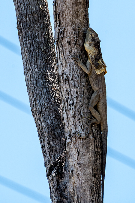 Frilled Lizard, Barron River, Australia