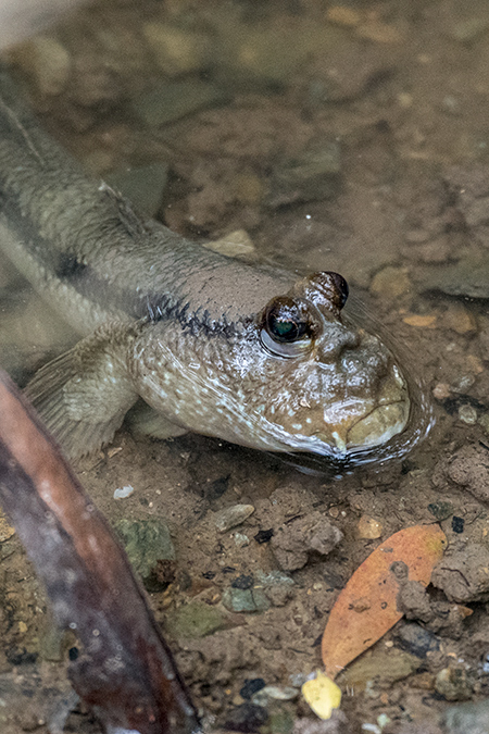 Mudskipper, Cairns Botanic Gardens, Cairns, Australia