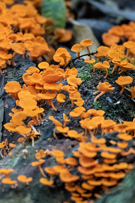 Mushrooms, O'Reilly's Rainforest Retreat, Australia