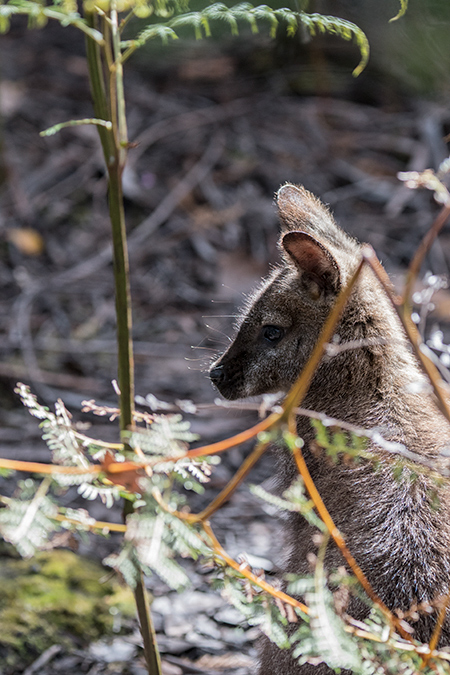 Tasmanian Pademelon, Inata Reserve, Bruny Island, Tasmania